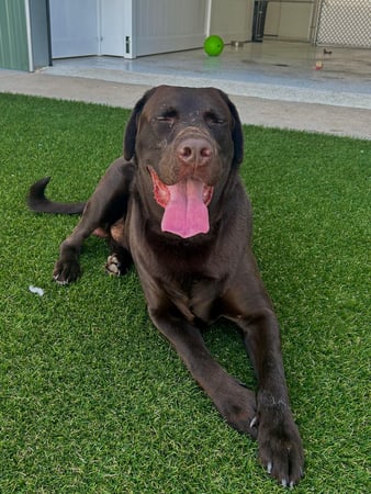 Images Our Dog House in Argyle LLC