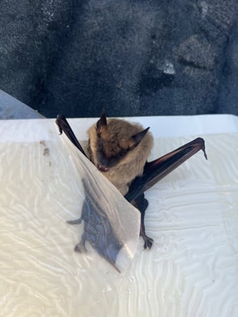 Images All American Pest Control