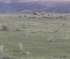 Mogote Meadow Cabins & RV Park Image