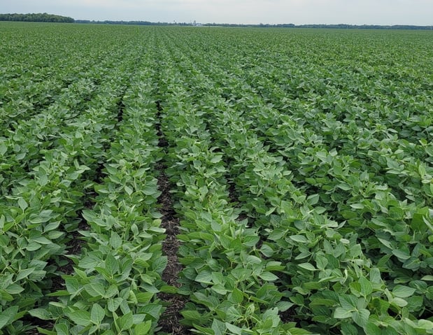 Images Dahlman Seed Company, LLP