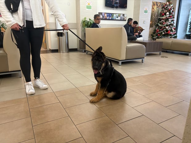 Images VCA West Los Angeles Animal Hospital