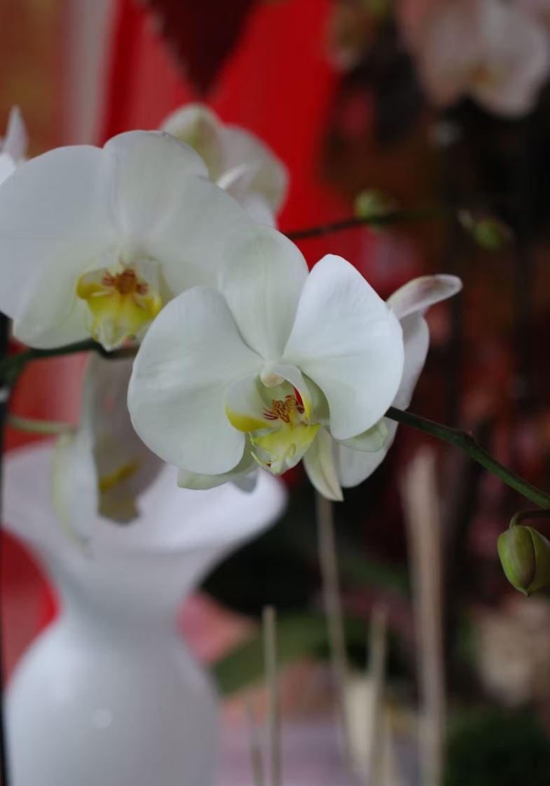 Bilder Bullo Luca Fiori