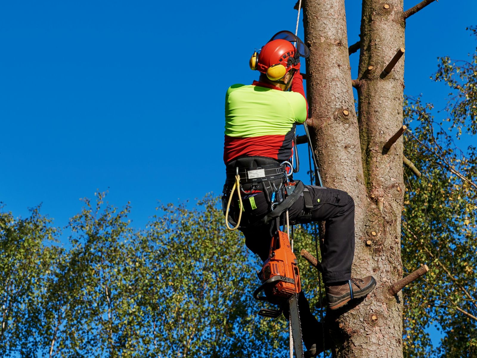 Environmental Tree Care LLC