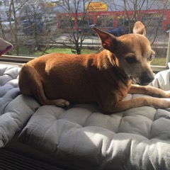 Tierarztpraxis München Nord Freimann - Elisabeth Kania, Längsweg 9 in München