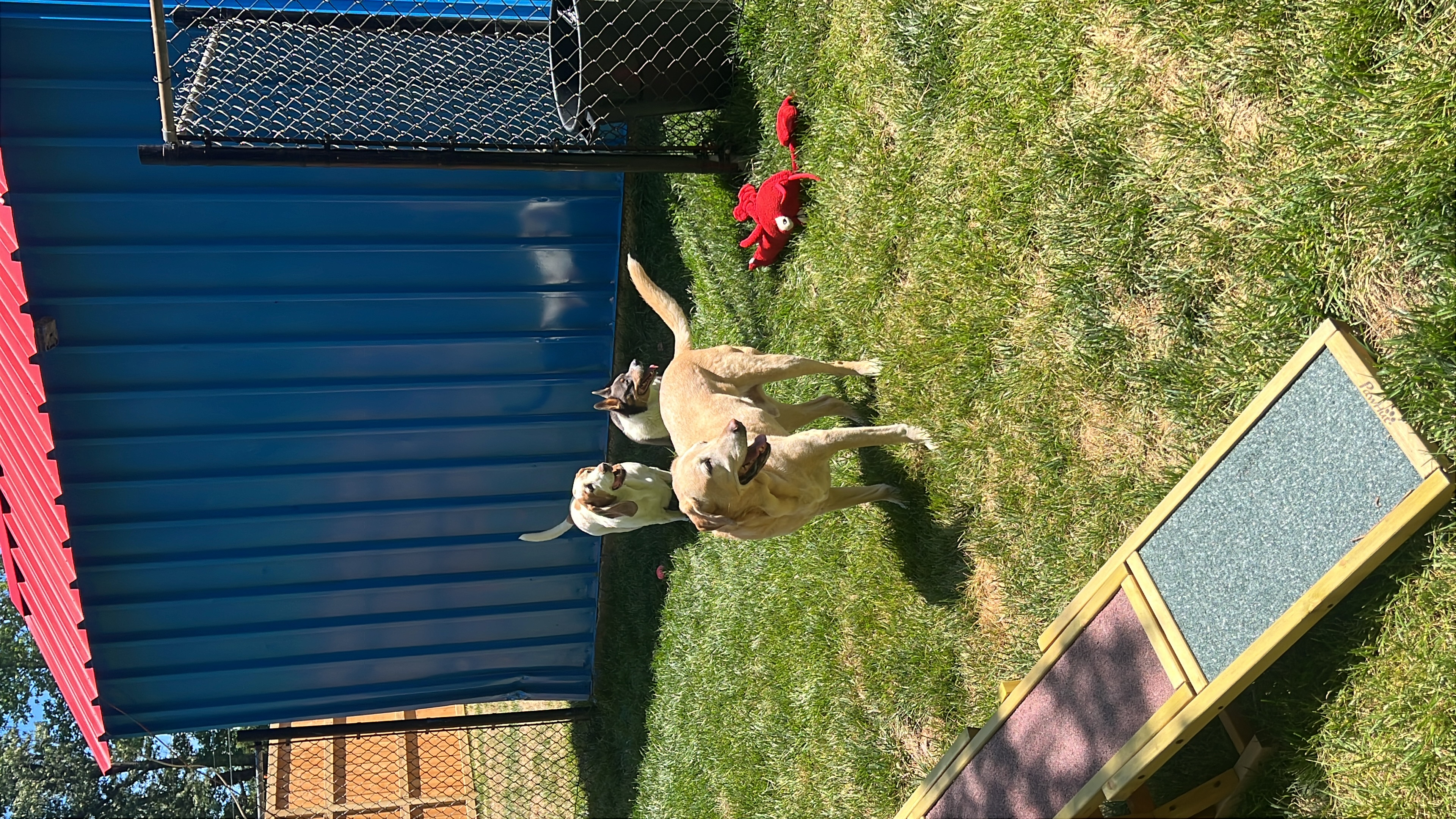 Doggy Day Care