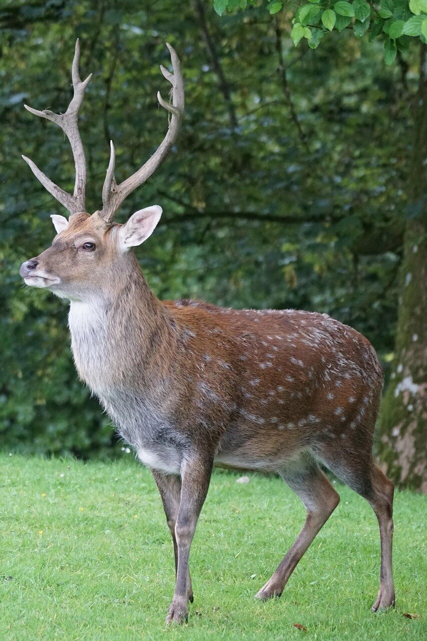 Images North Norfolk Deer Management