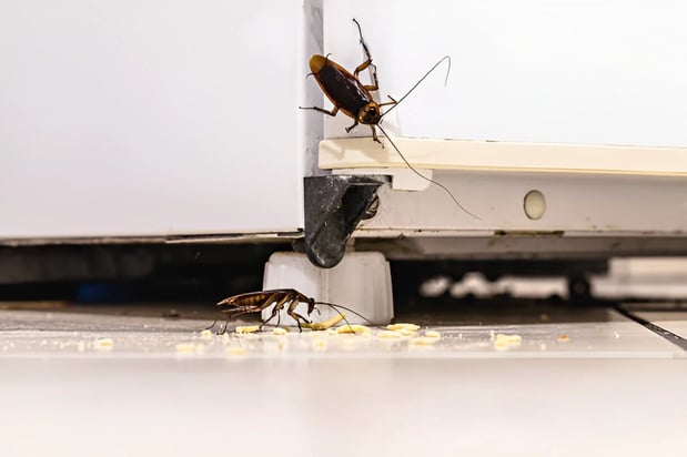 Images Brooks & Hart Pest Control