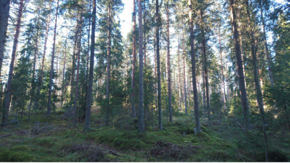 Images Etelä-Suomen metsätilat LKV