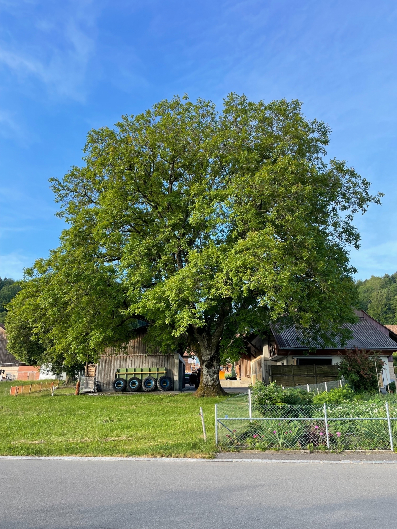 ihrbaum.ch, Tobelstrasse 21 in Hinwil
