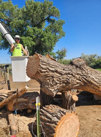 Images H & S Tree Care