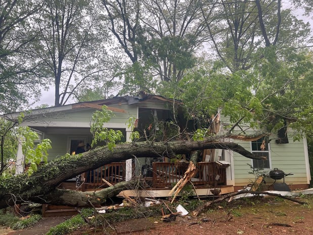 Images Elephant Trunk Tree and Landscaping