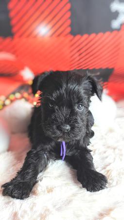 Images A'Lord Miniature Schnauzer