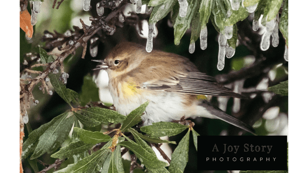 Images A Joy Story Photography