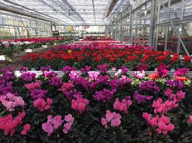 Images Floricoltura Bontadi Vivaio