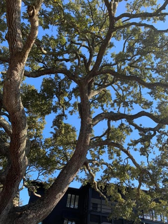 Images A Cut Above Tree Experts