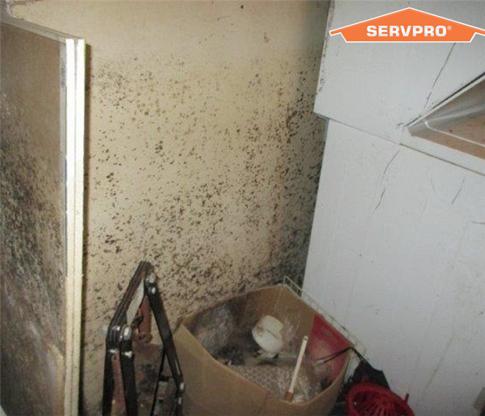 Basement Mold in Patchogue, NY
