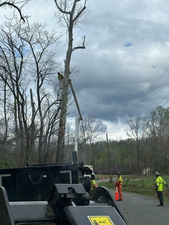 Images Y & VA TREE SERVICES LLC