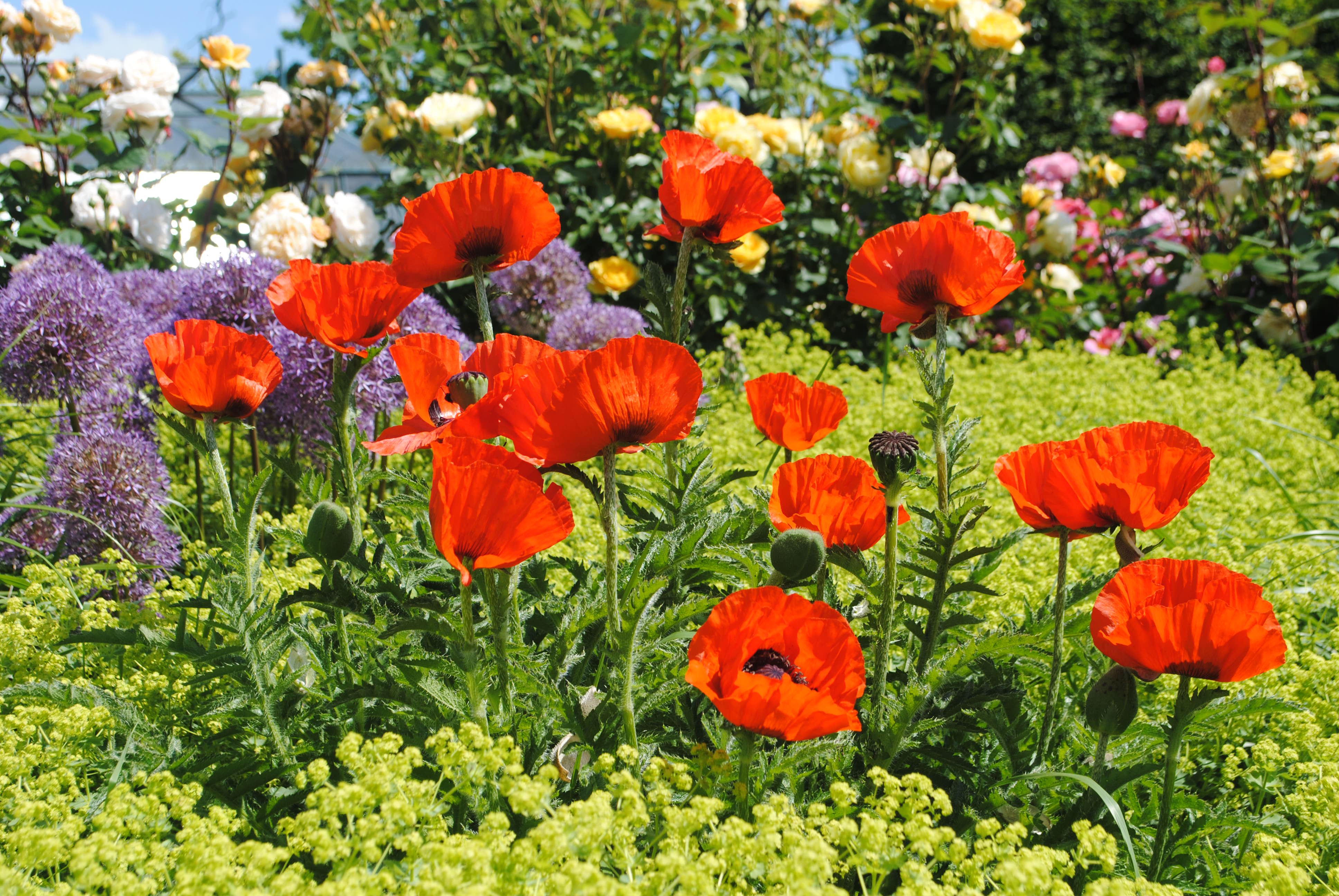 Bild 6 von KAINERSDORFER - Gartengestaltung & Pflasterer