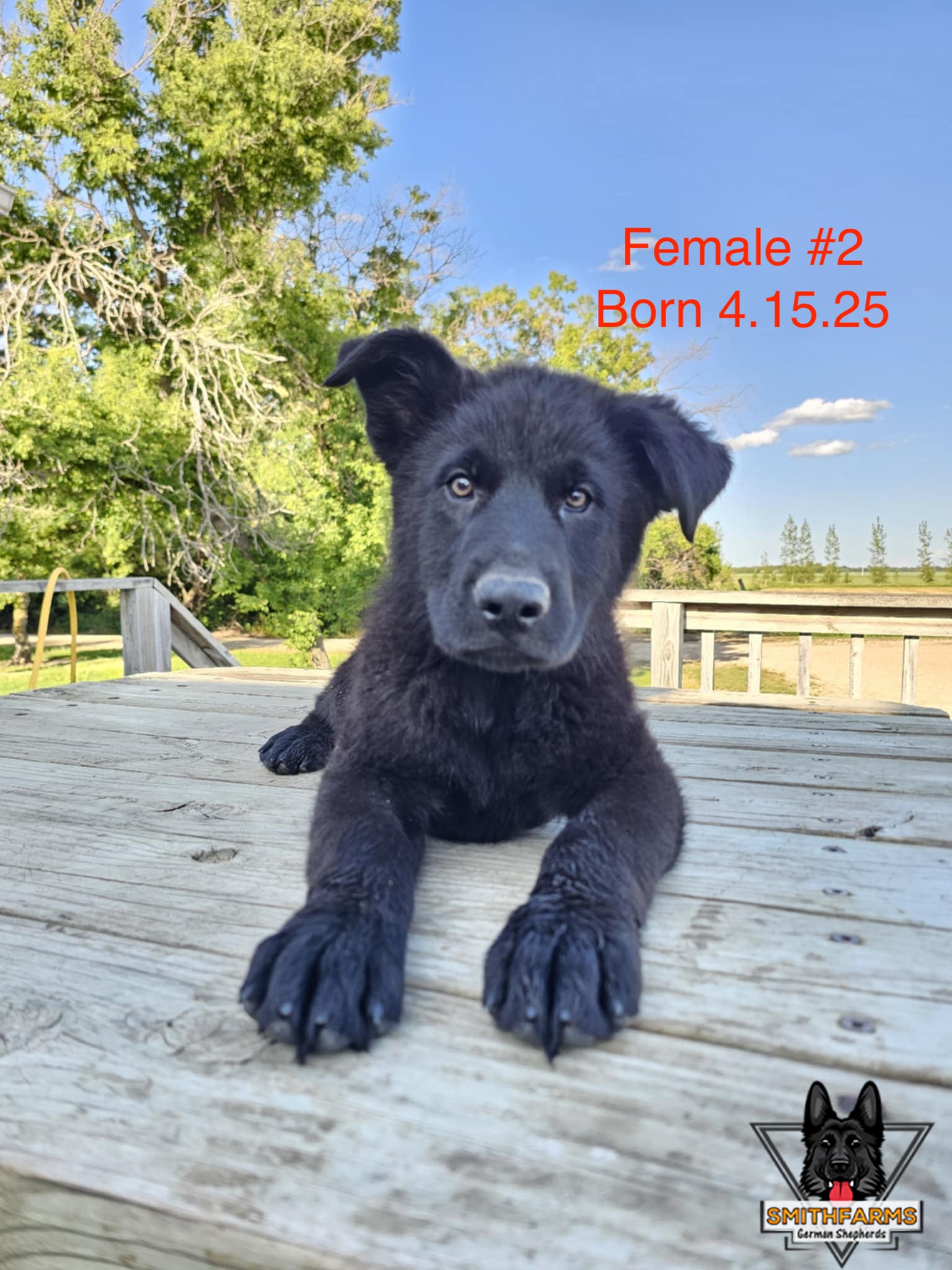SmithFarms German Shepherds Image