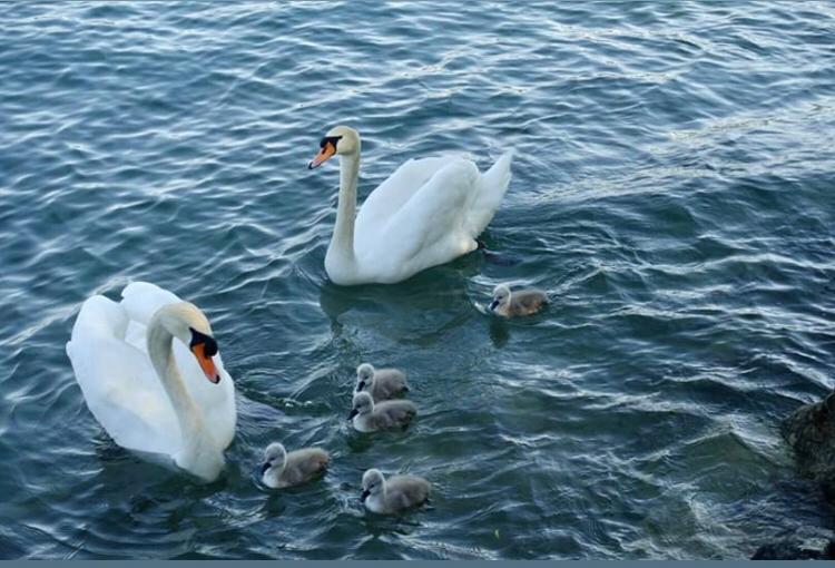 Osteopathie Ulrike  Hämmerli, Seestrasse 71 in Erlenbach ZH