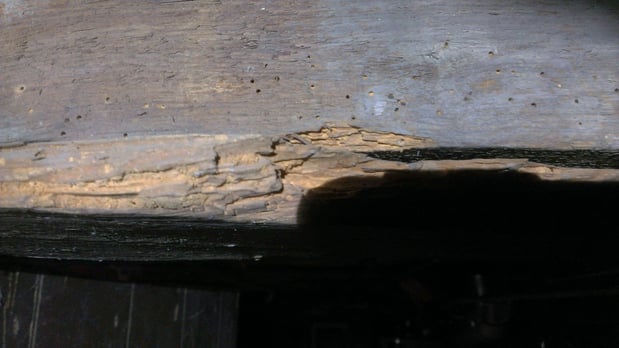 Images Smart Solutions Pest Management