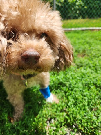 Images VCA Morris Plains Animal Hospital
