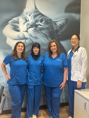 Images CityVet | Alexandria King Street