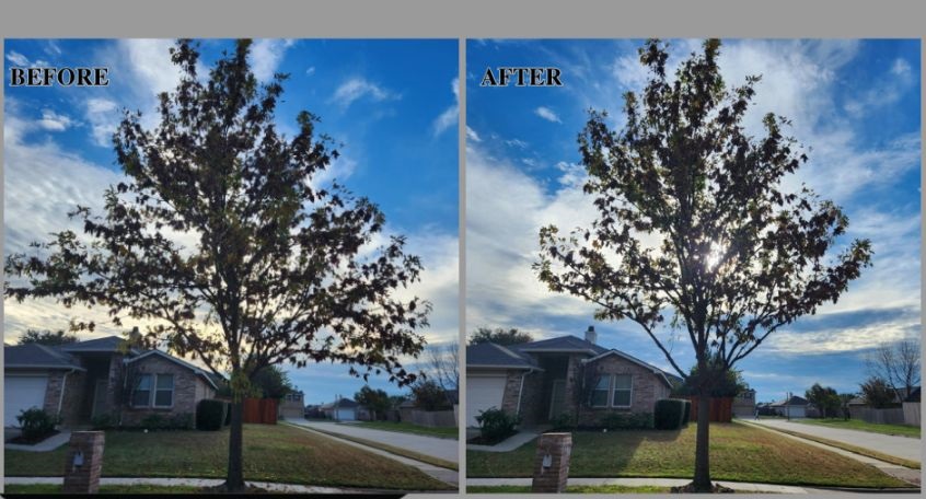 Before and after of trimmed tree in Denton, Texas