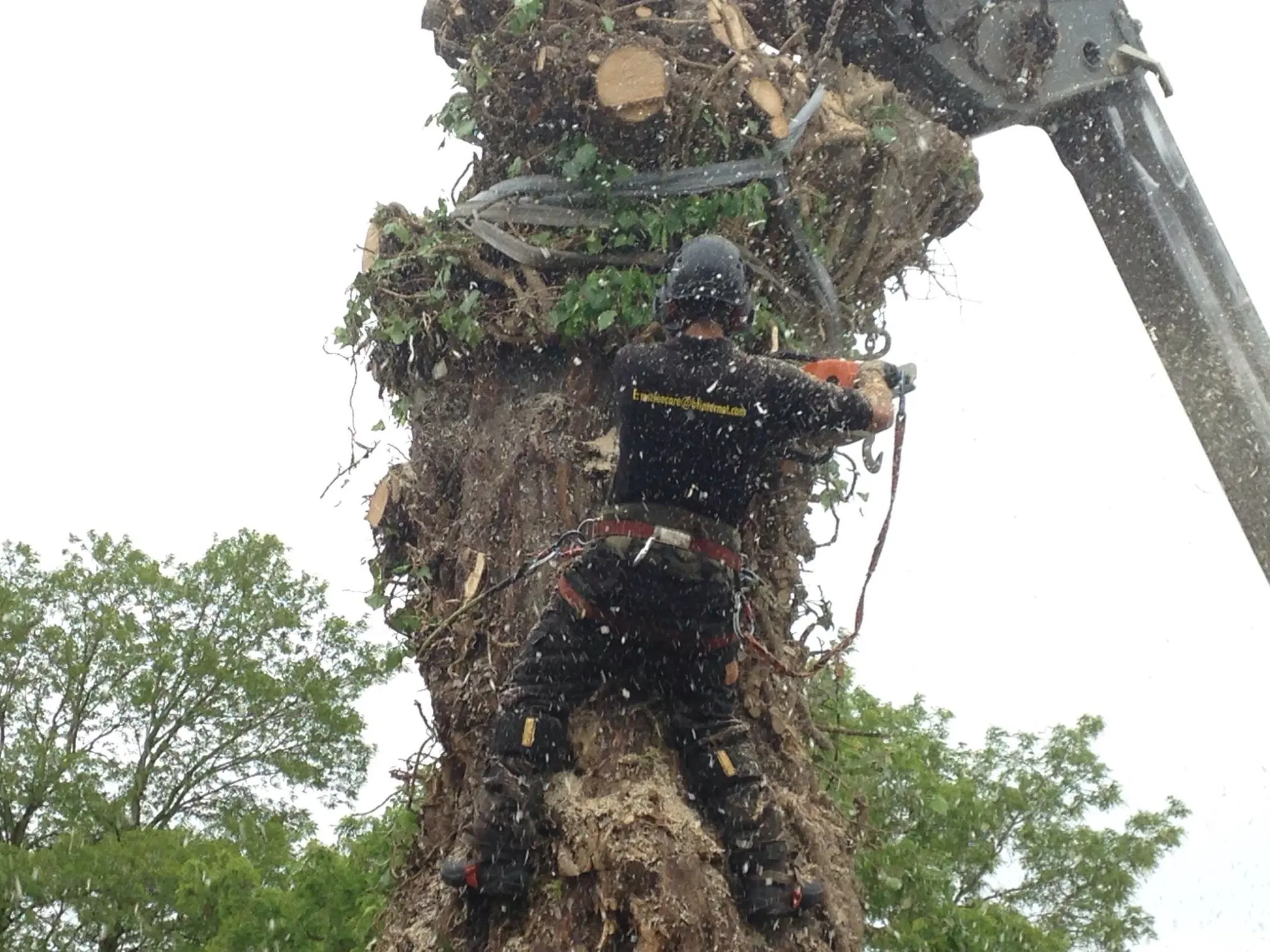 Images Ms Tree Care Ltd