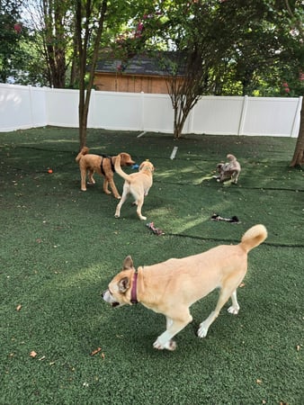 Images Wag Watchers DayCare & Spa