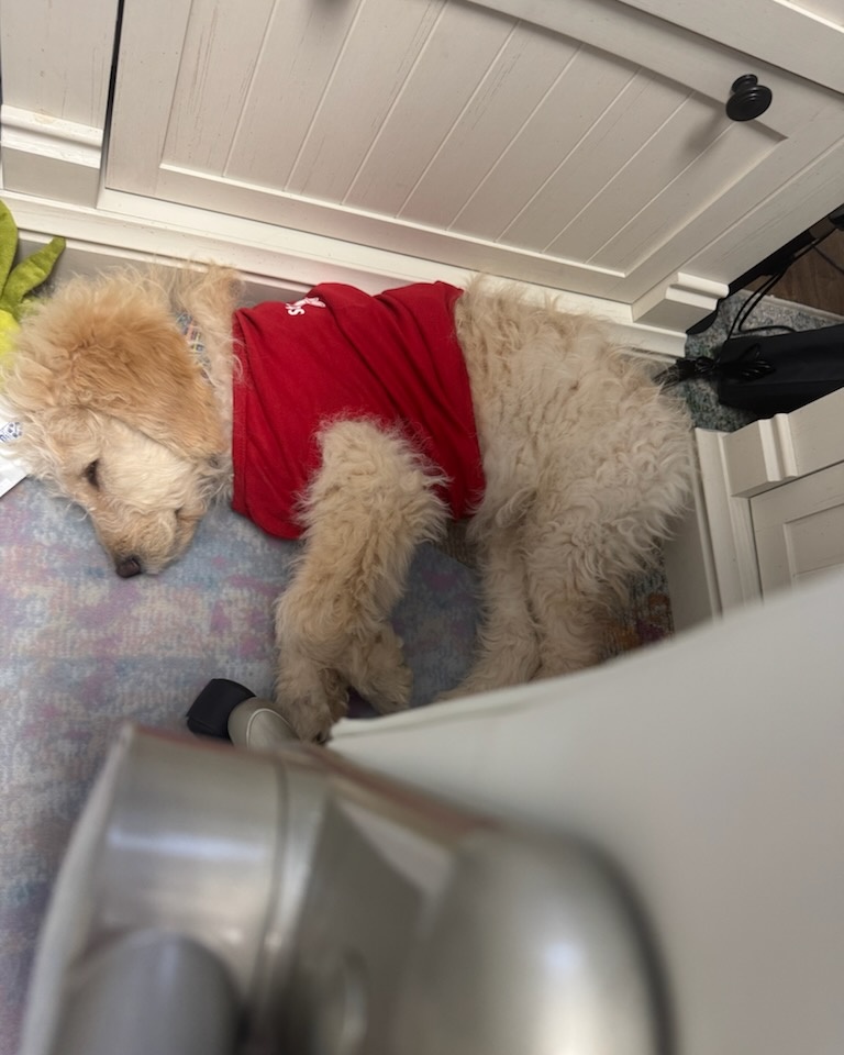 Meet the newest member of the team. Already showing off some office swag and bringing plenty of smiles to the day. We have a feeling this pup will fit right in around here!