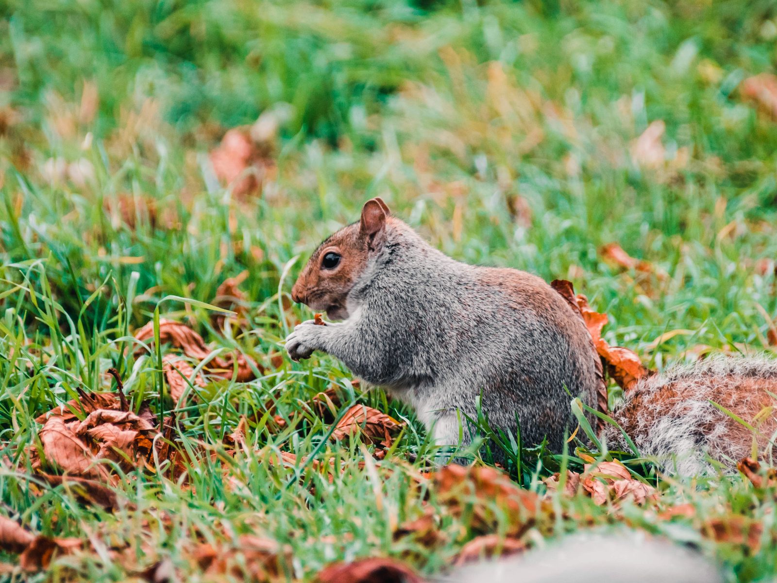 World Class Wildlife Removal & Remediation