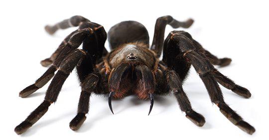 tarantula removal pest control exterminator services