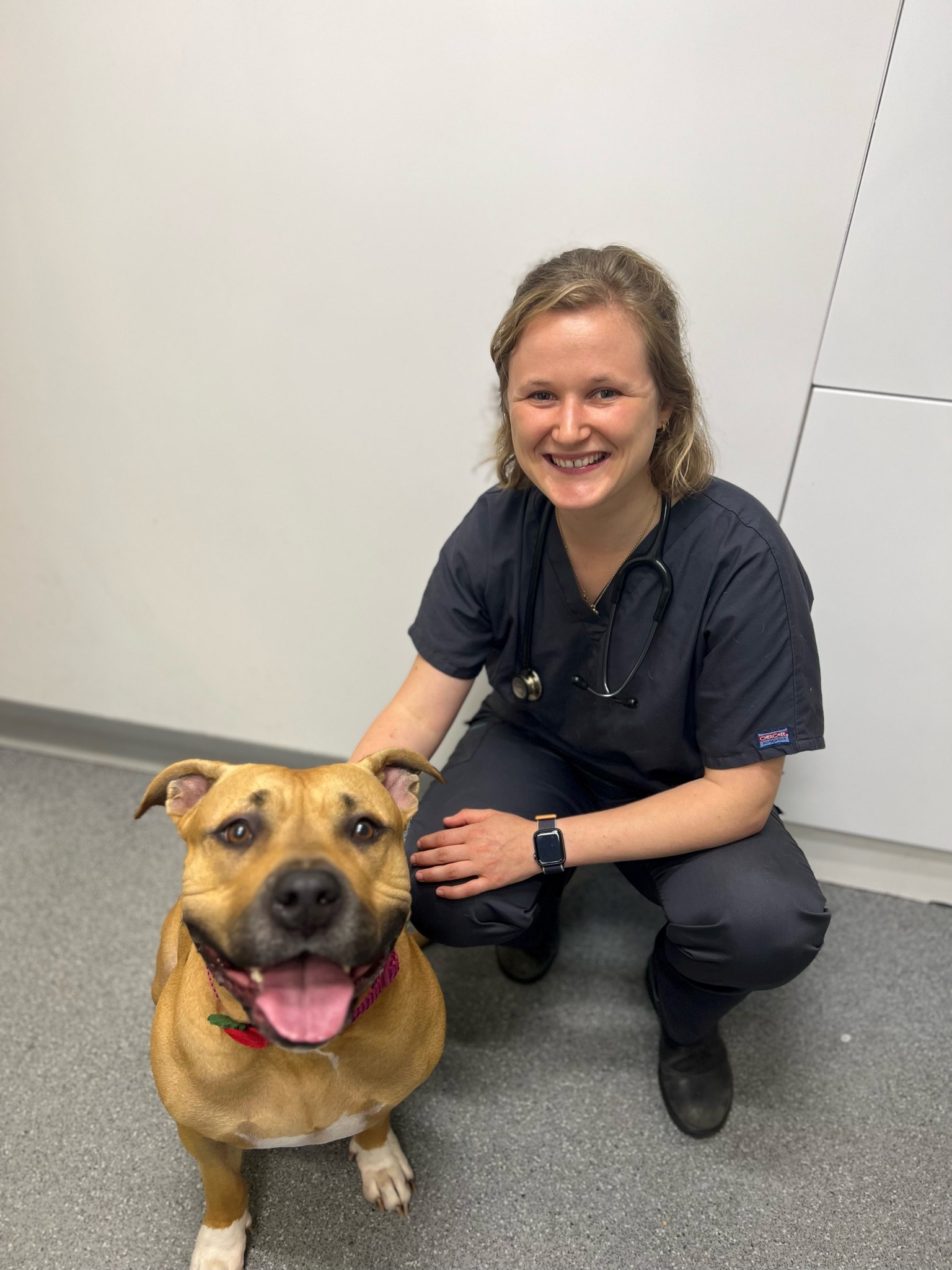 Images Streatham Hill Veterinary Surgery