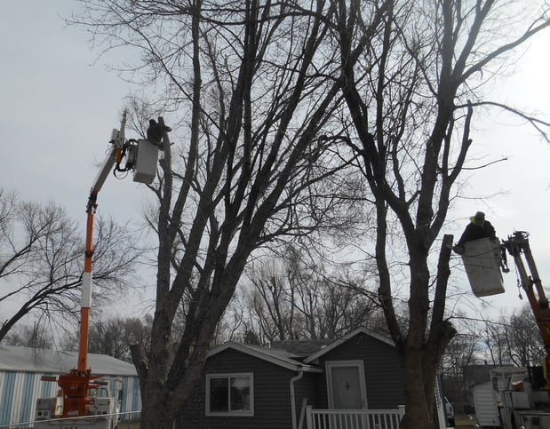 Images Wellman Tree Service