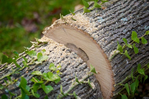 Images Kelley's Tree Service