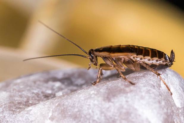Images Paffy's Pest Control