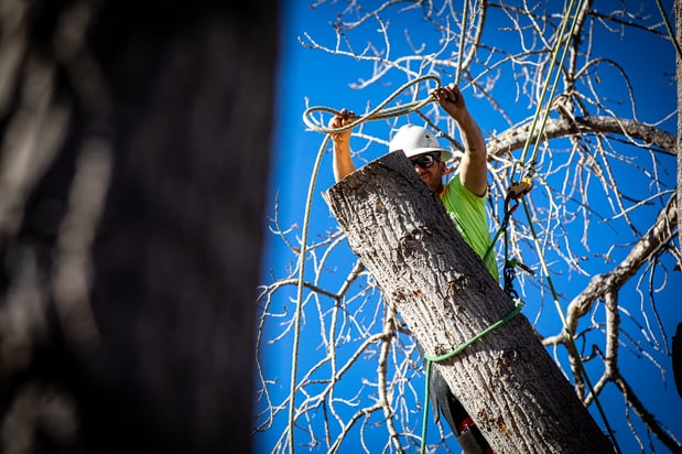 Images King Tree Service