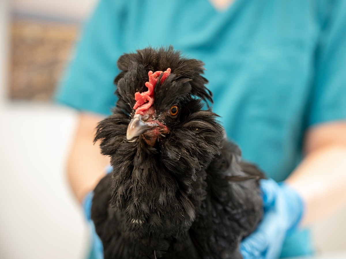 Bilder Tierarzt Limeshain, Kleintierzentrum Kilb&Team