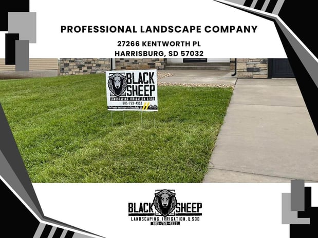 Images Black Sheep Landscape