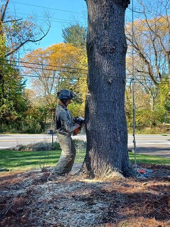 Images Hungry Beaver Tree Service