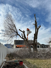 FILI Tree Expert & Landscaping LLC Image