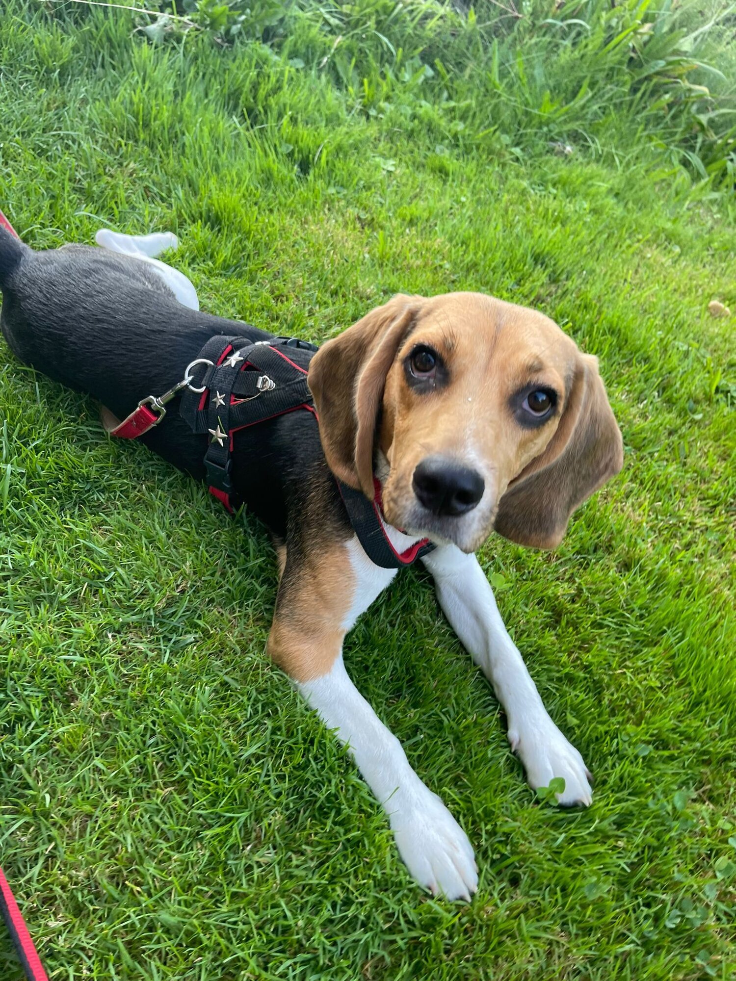 Bilder Beagleszucht Appenzell