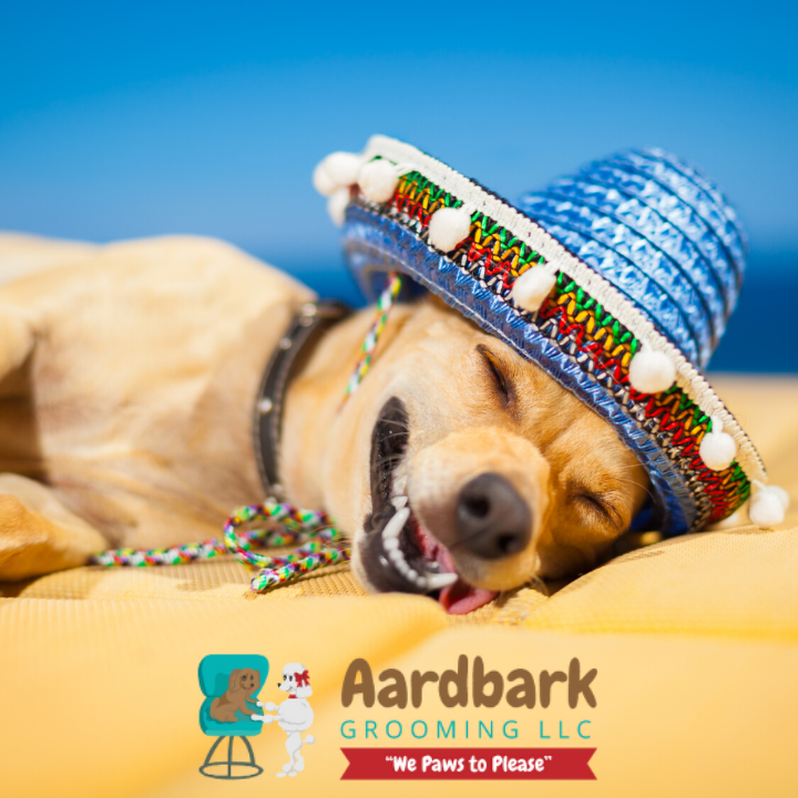 Aardbark Grooming Photo