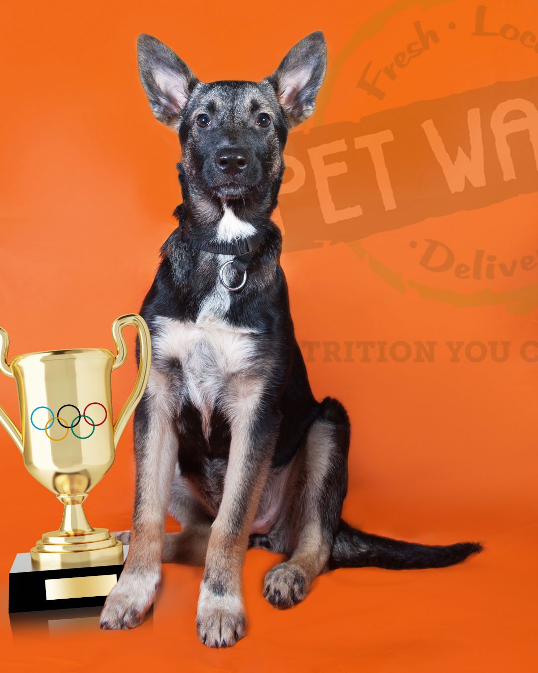 Pet Wants Chicago North Image