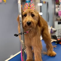 Lux Fur Pet Salon Image