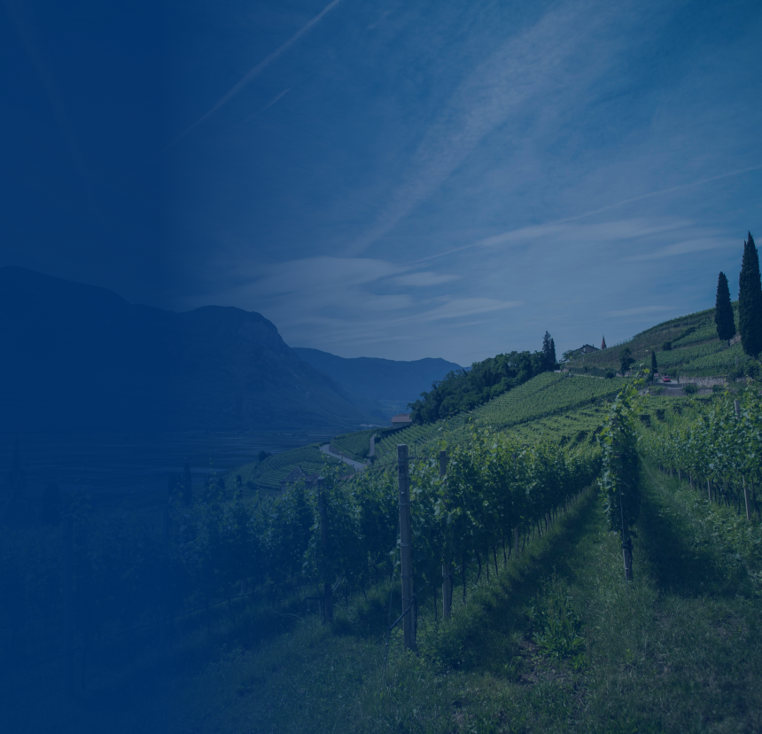 A stunning hillside vineyard and nearby mountains.
