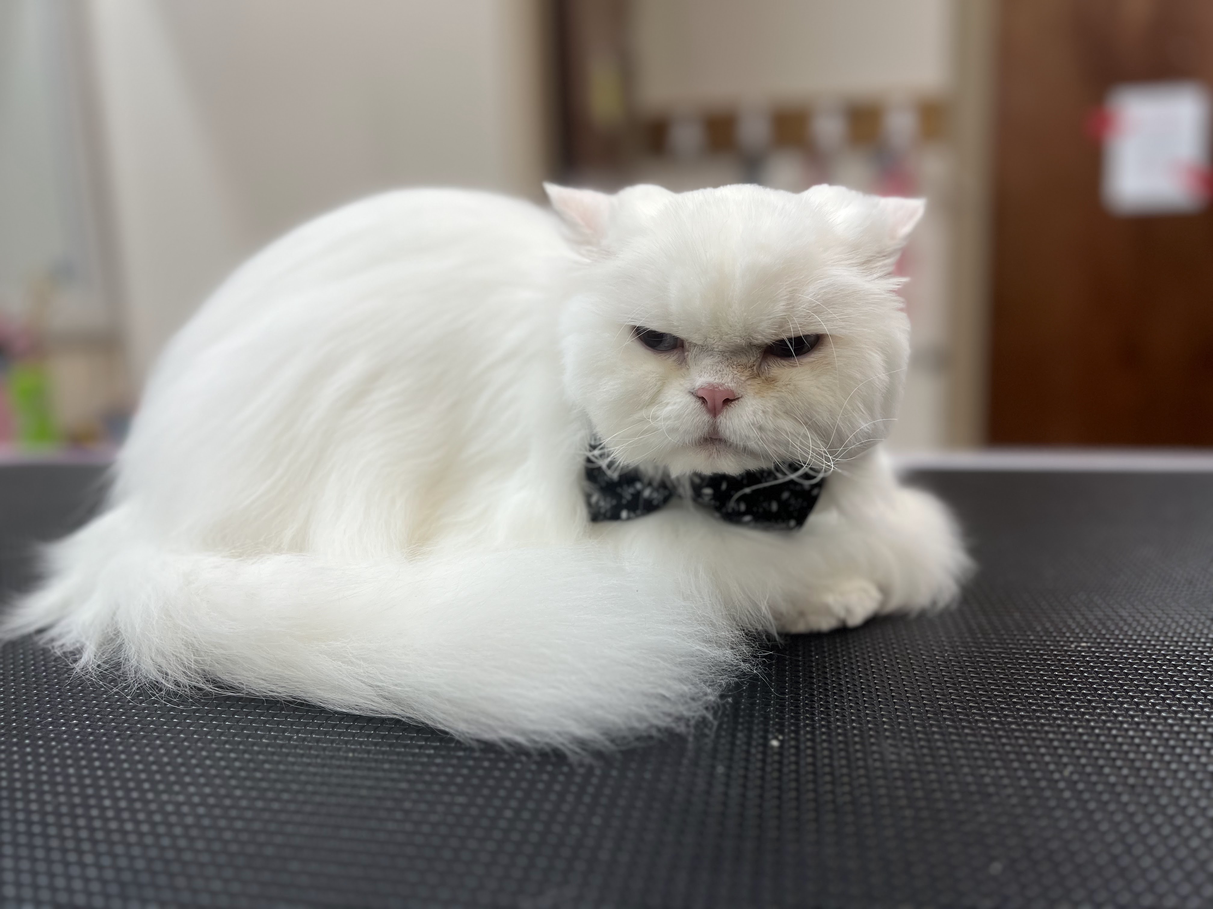 A close-up shot of a fluffy white Persian cat wearing a black and white polka dot bow tie. The cat has a stern expression with its eyes narrowed and ears slightly back. It is lying down on a textured black surface, possibly a grooming table. The background is blurred, showing hints of a room with shelves and possibly a door.