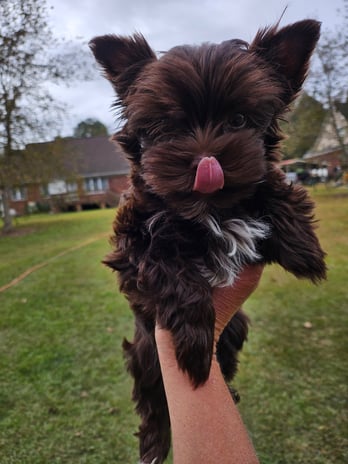 Images Bad, Beautiful & Bossy AKC Yorkies