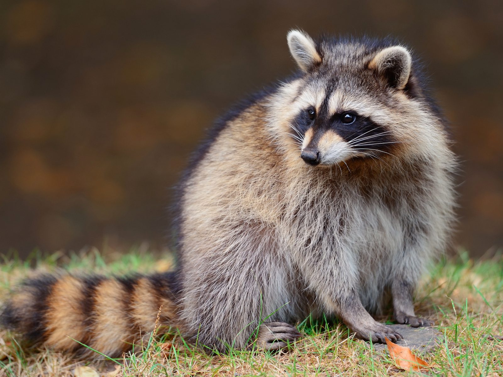 Ellis Wildlife Pest Control